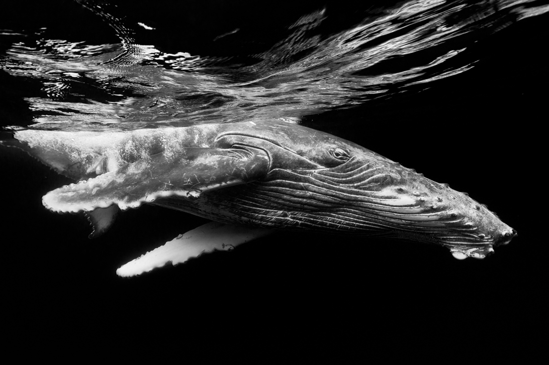 Humpback whale 