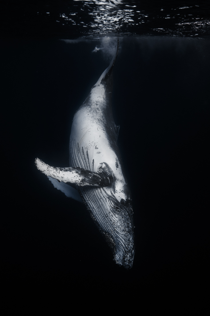 Humpback whale 