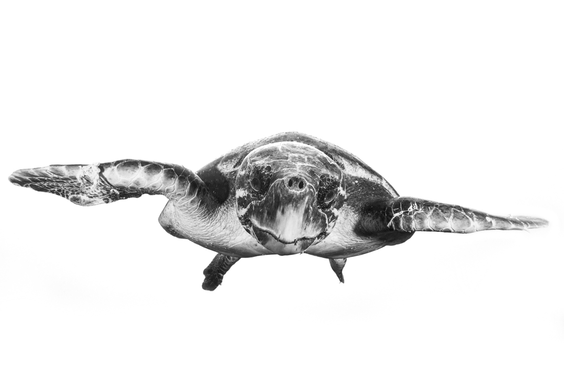 Face to Face with a Hawksbill sea turtle
