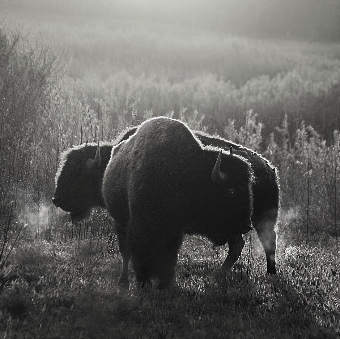 Prairie Morning
