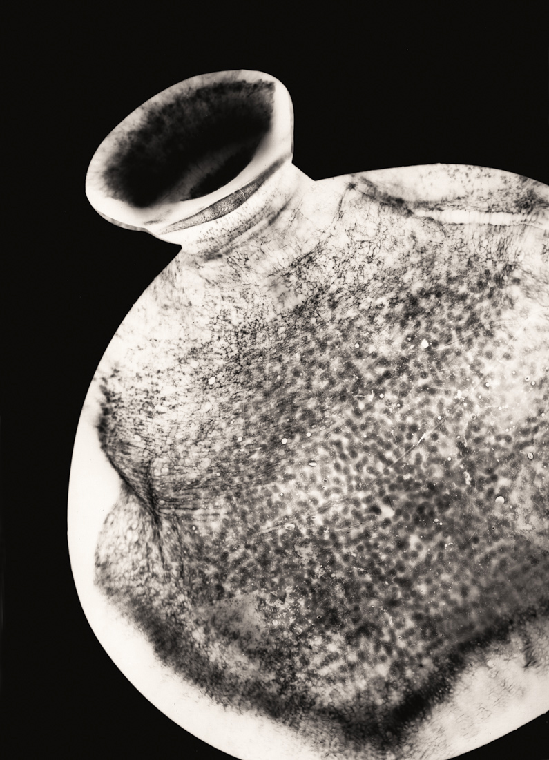 The Intimacy of the Photogram