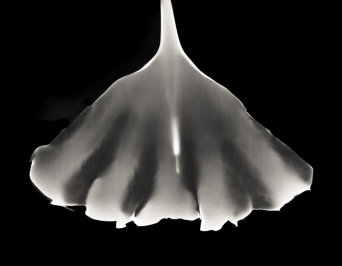 The Intimacy of the Photogram