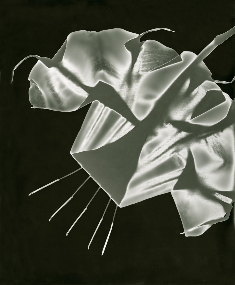 The Intimacy of the Photogram