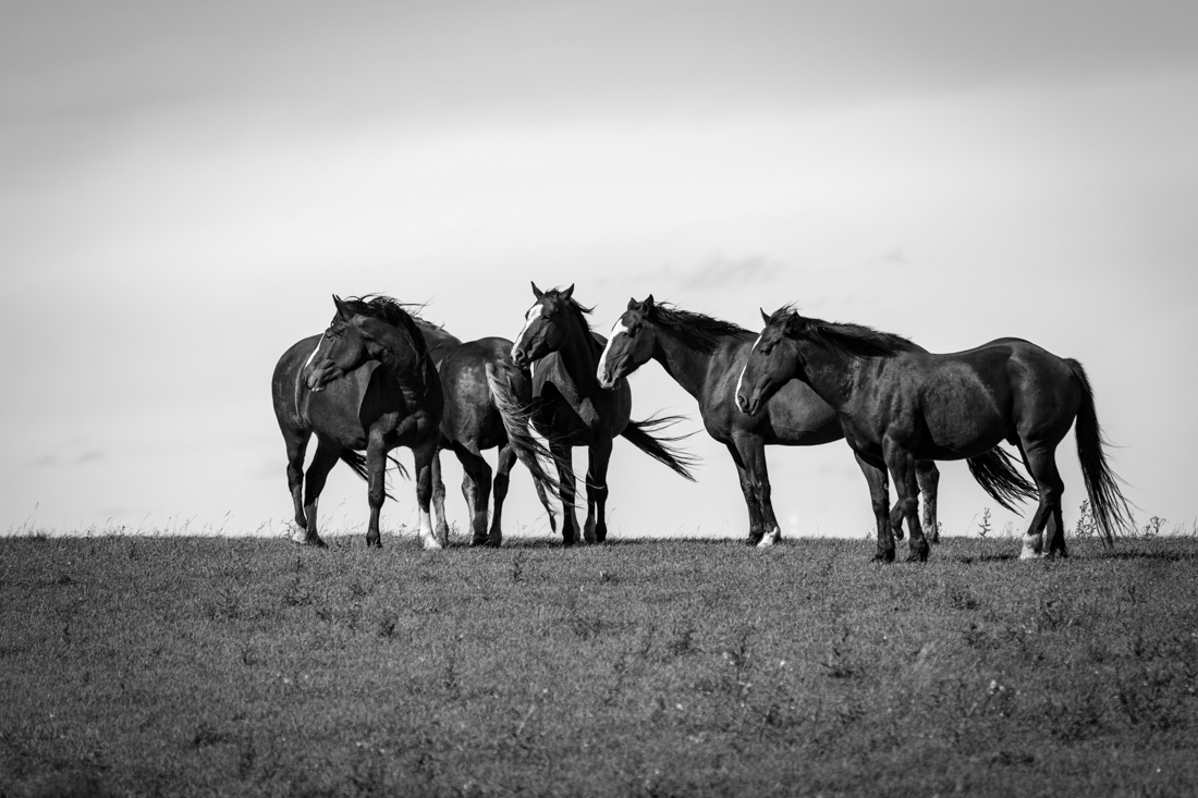 Huddled in the Wind