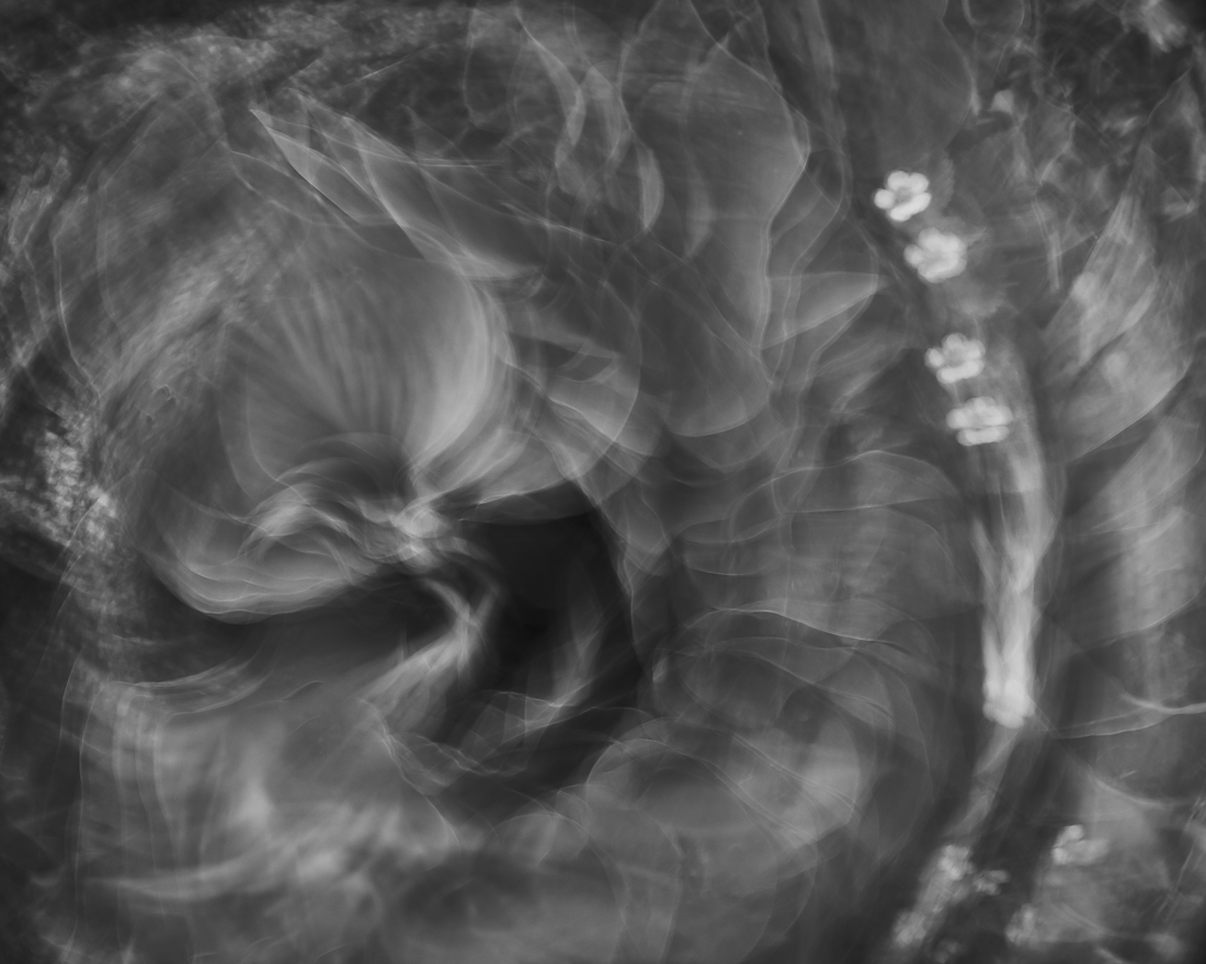 abstract flower