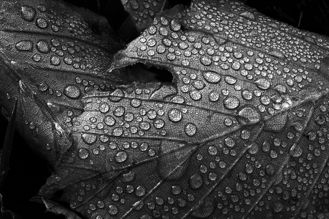 Rainy Day