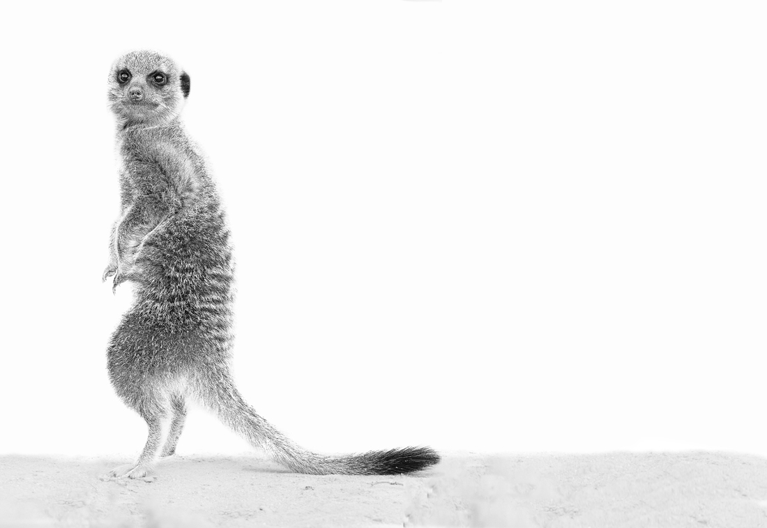 African animals in high key