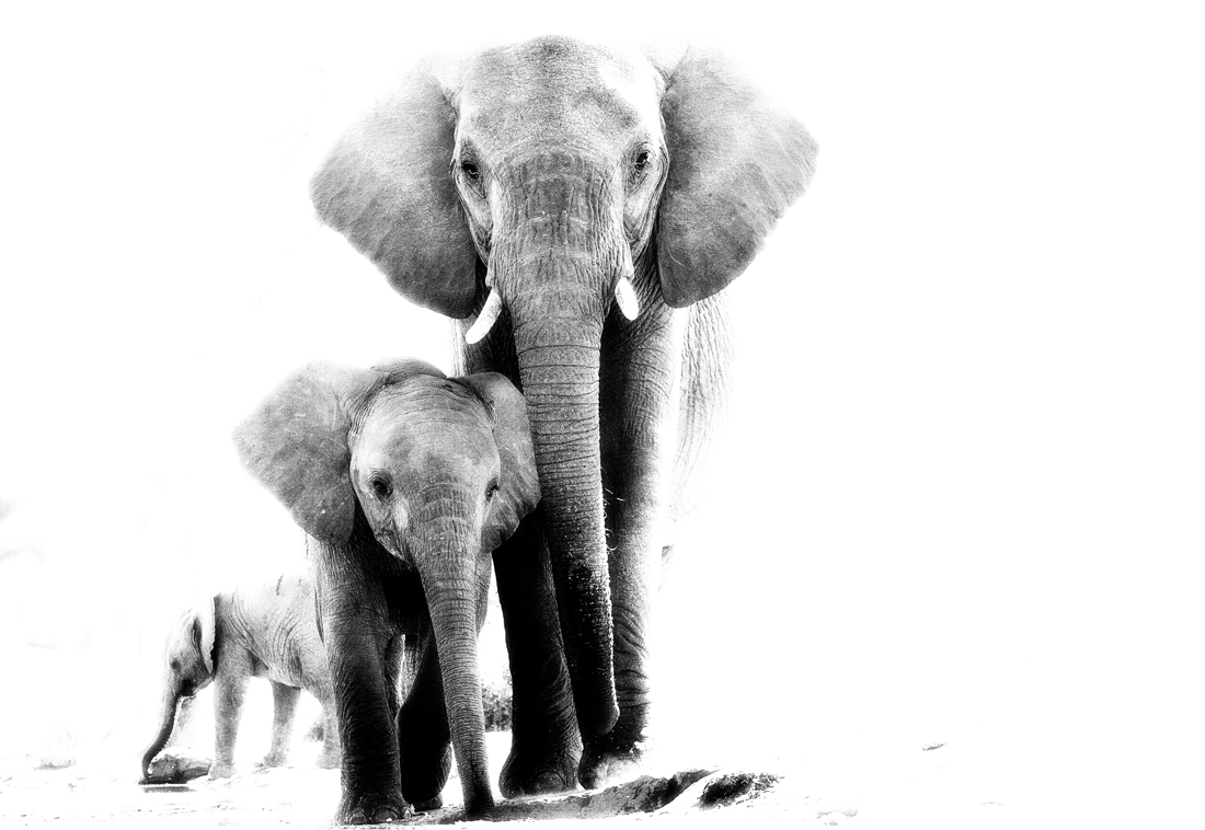 African animals in high key