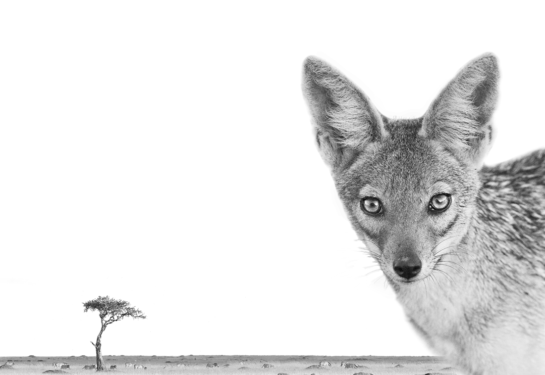 African animals in high key
