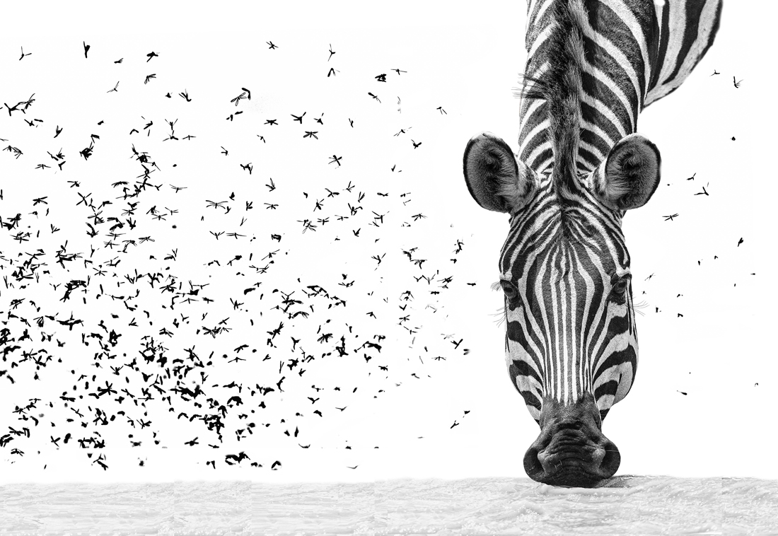 African animals in high key
