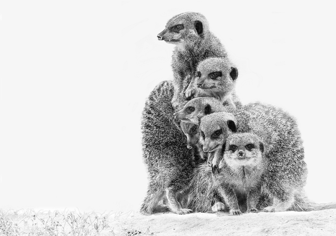 African animals in high key