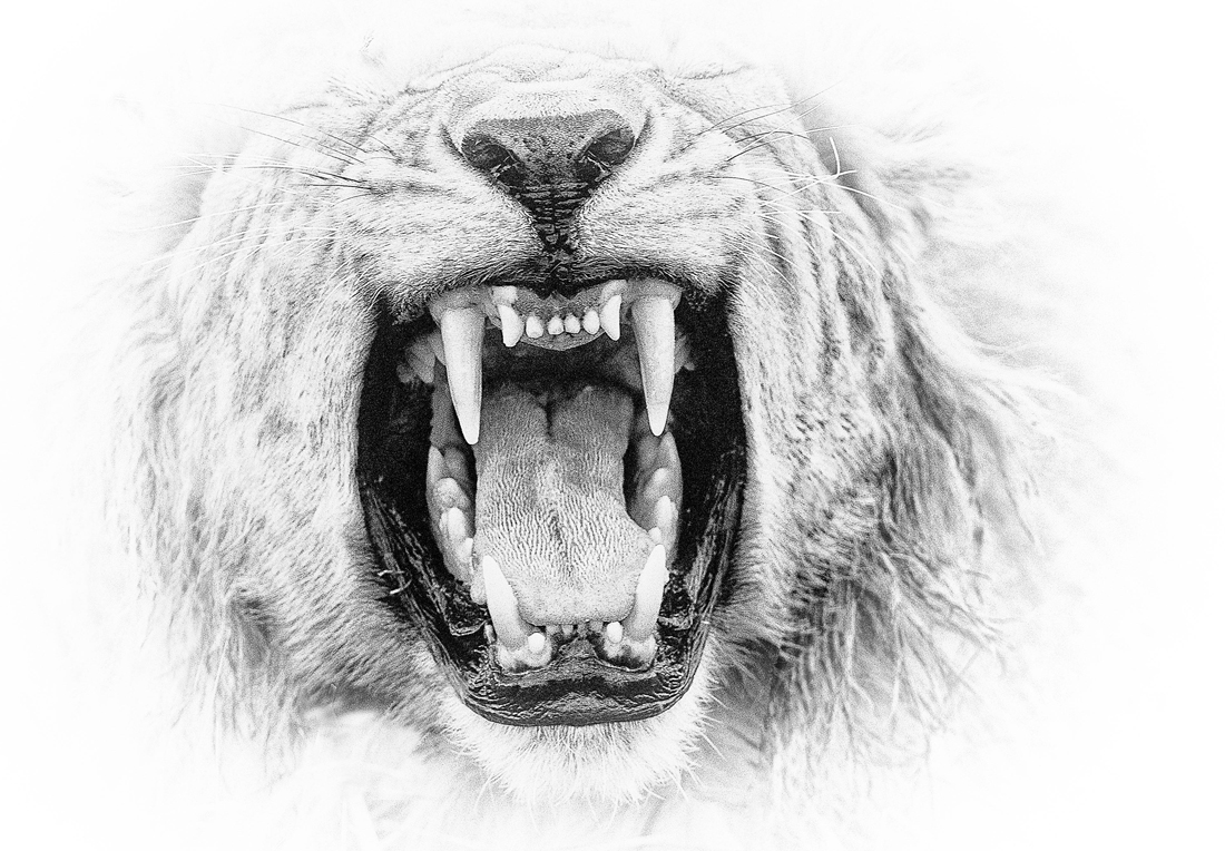 African animals in high key