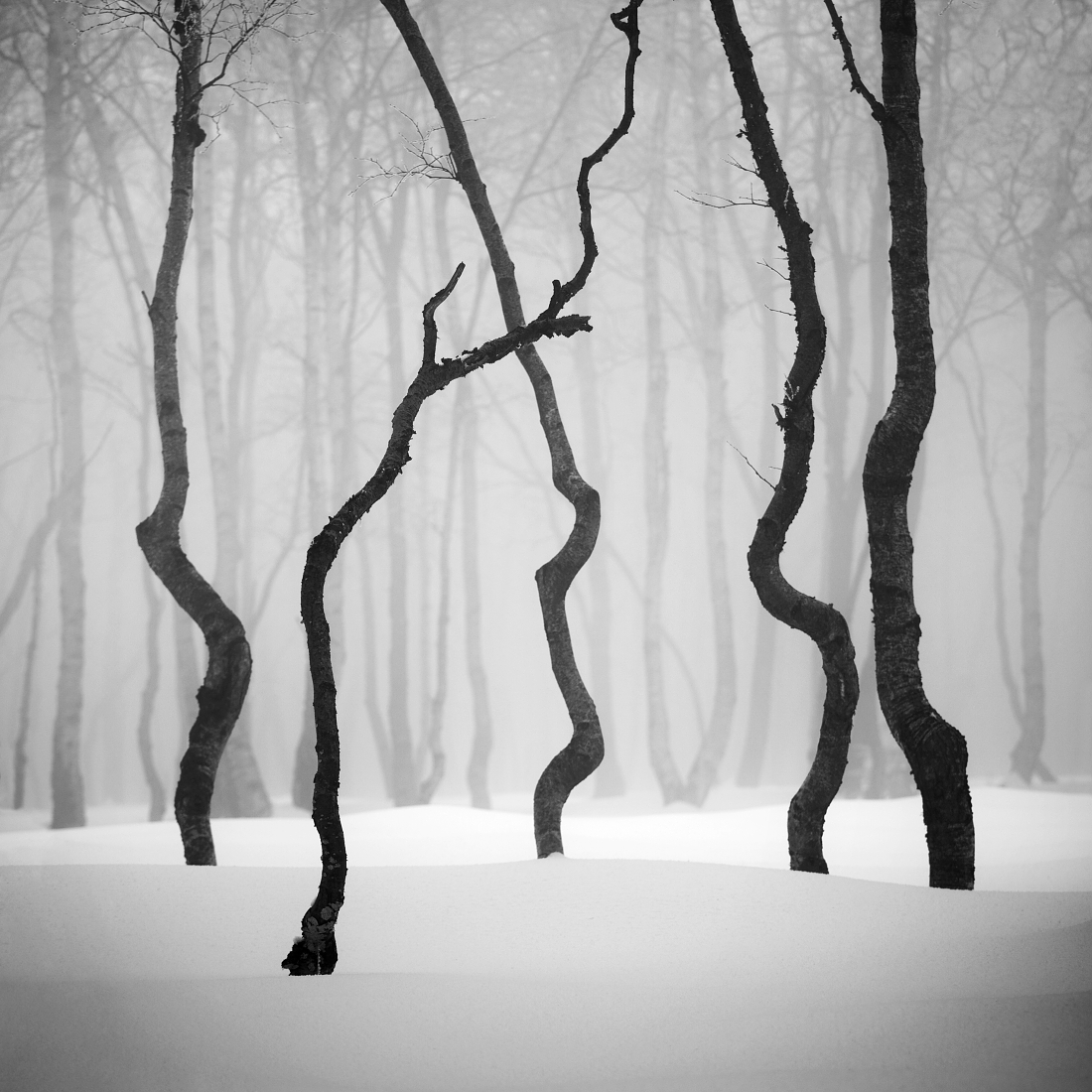 Dancing trees