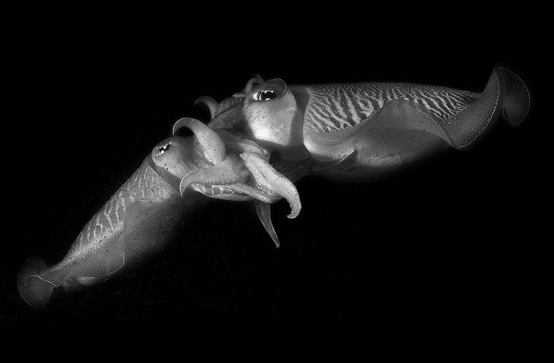 Mating sepia