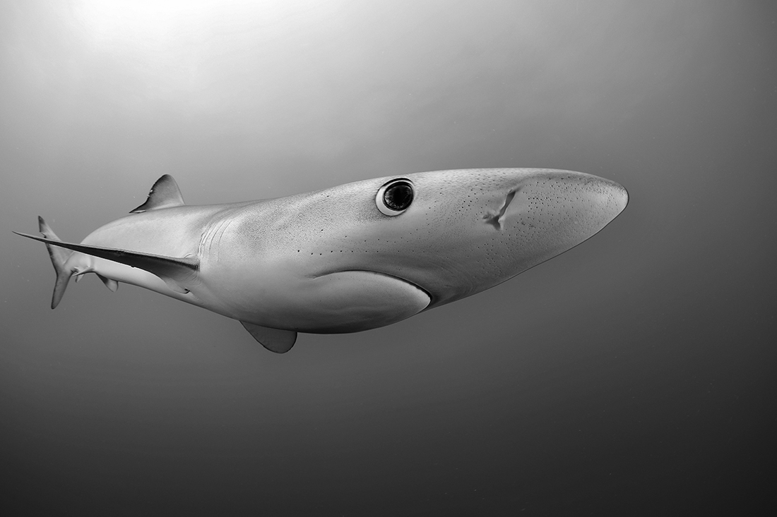 Sharks