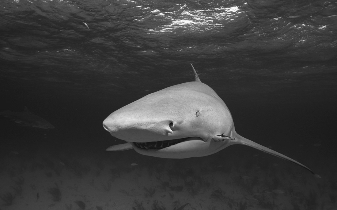 Sharks