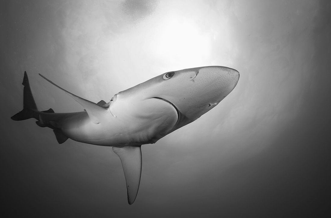 Sharks