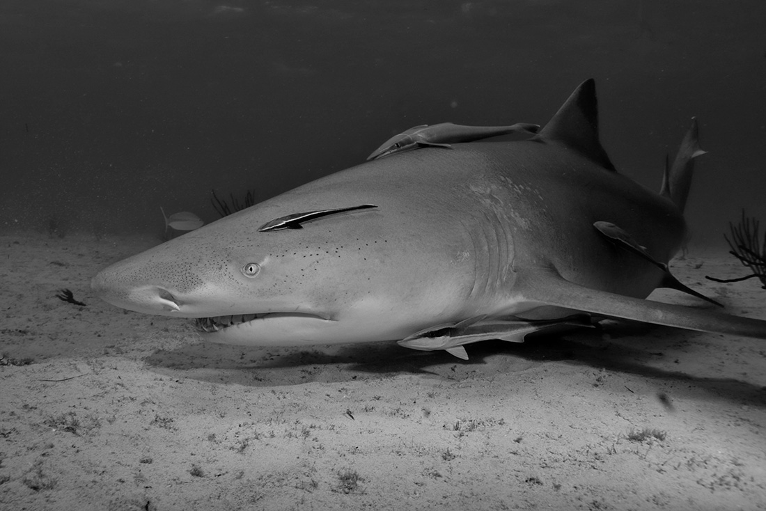 Sharks