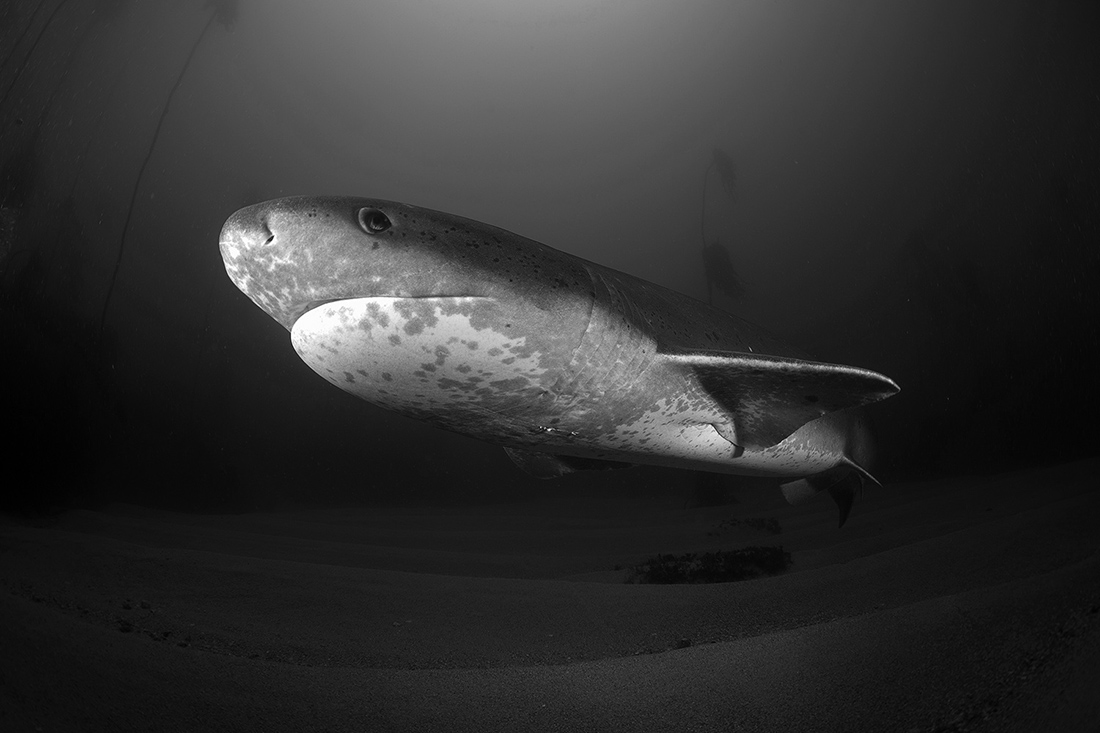Sharks