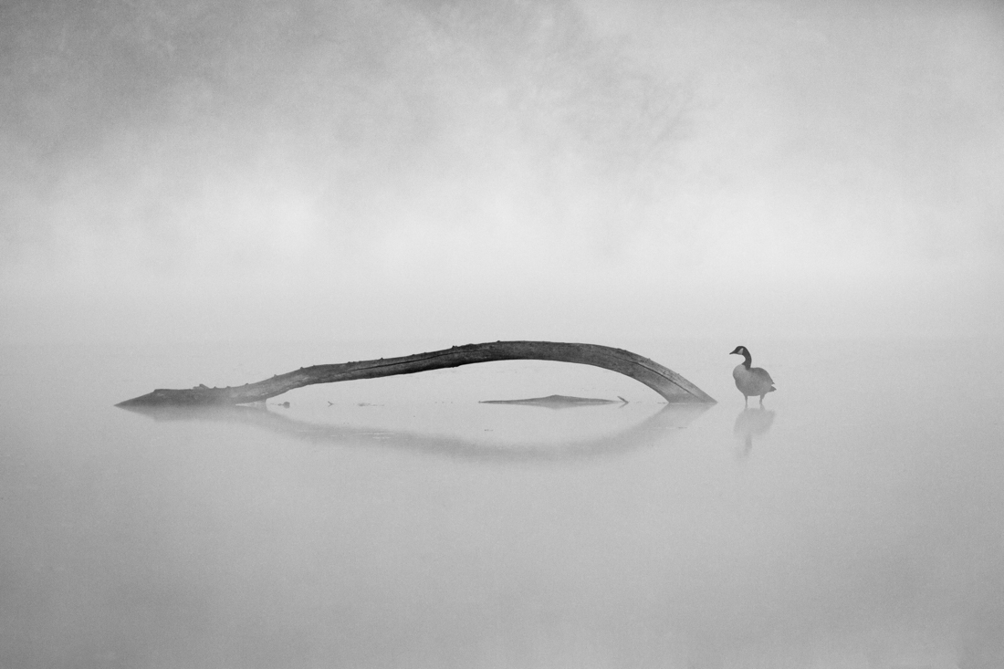 In the Fog