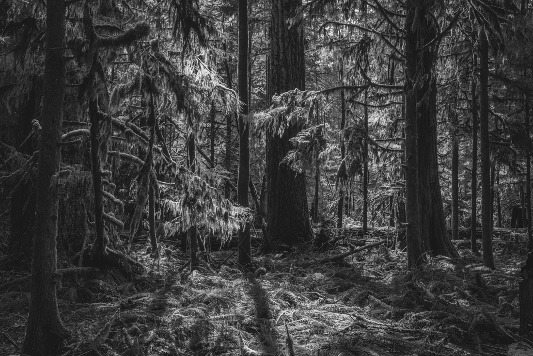 Ancient Forest