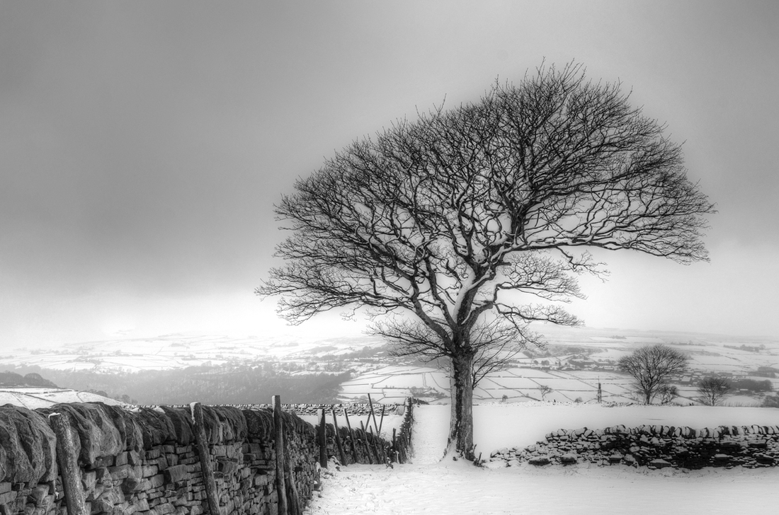 Lone Tree Winter