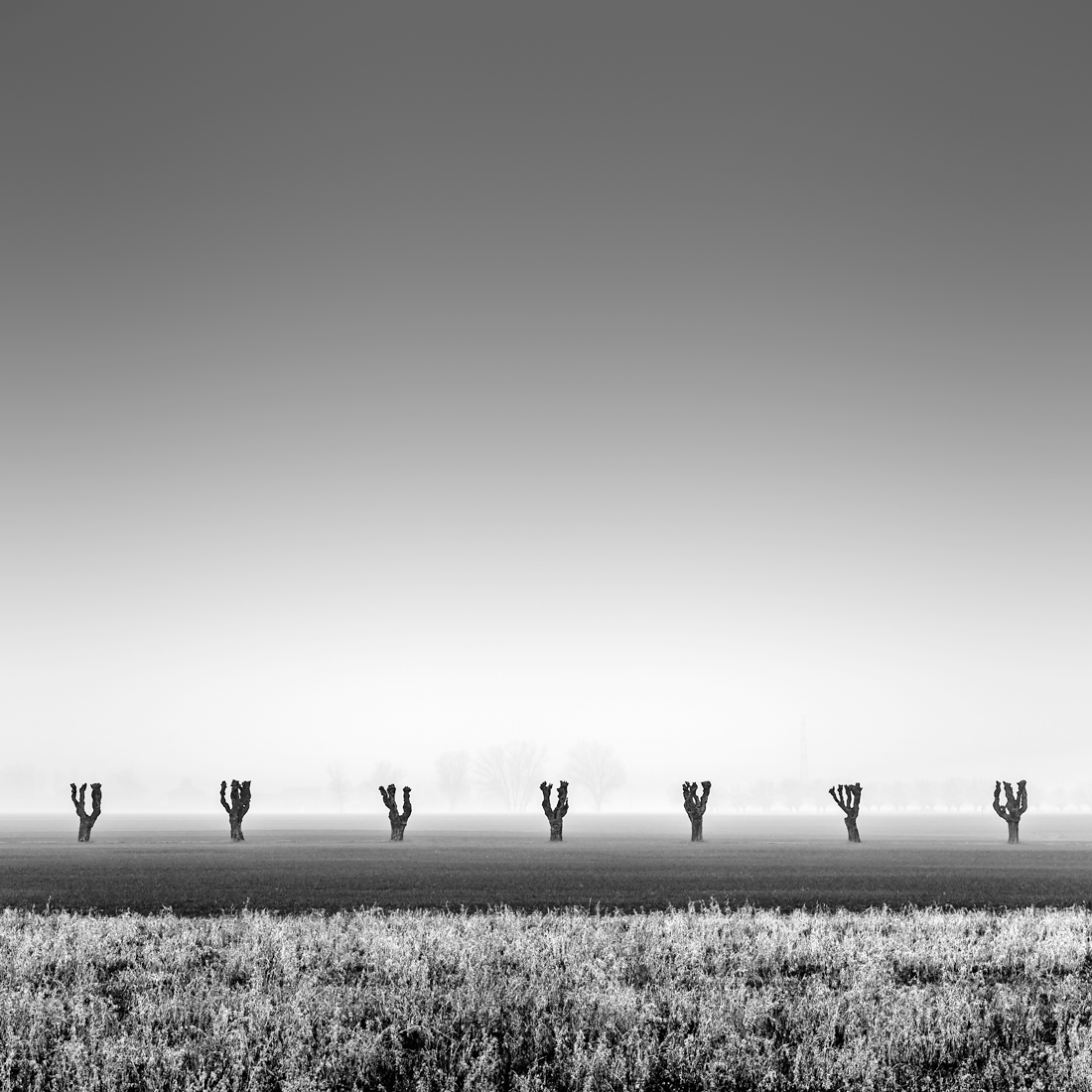 Seven Trees