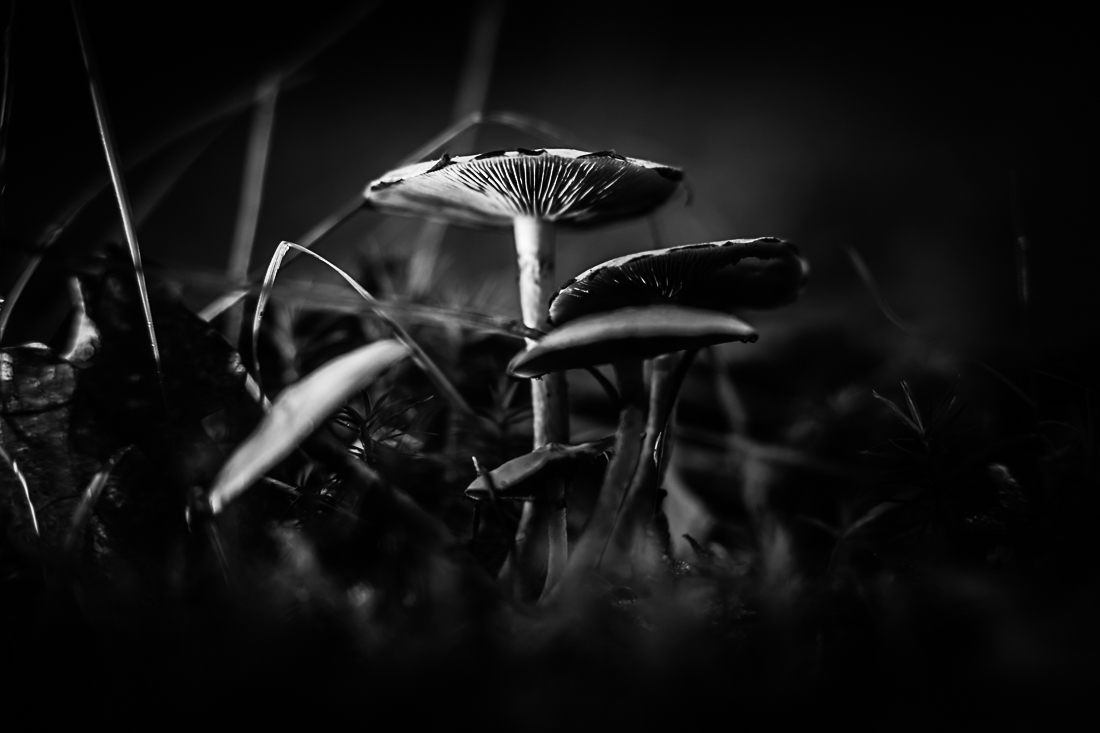 Mushrooms season