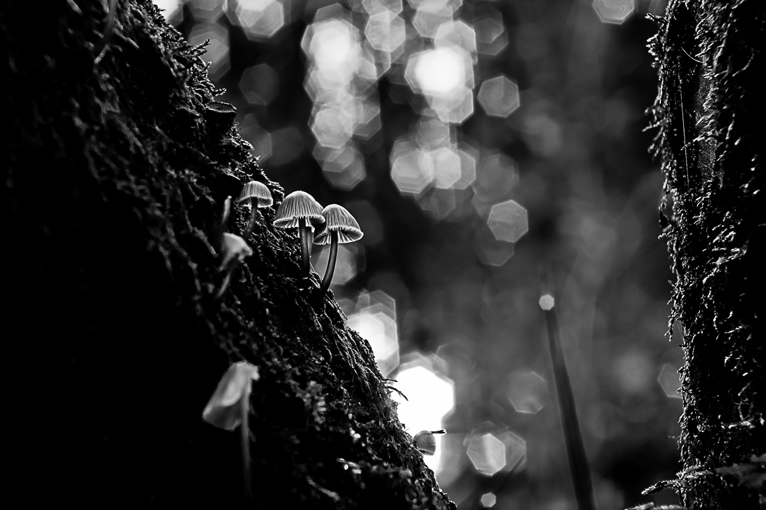 Mushrooms season
