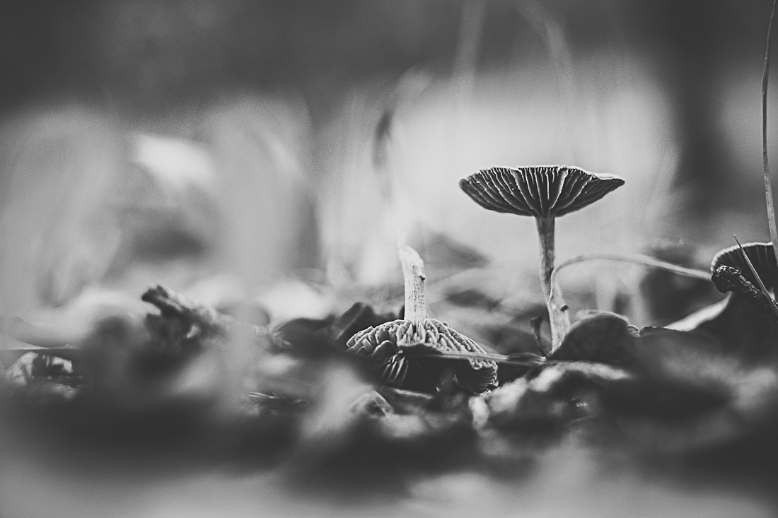 Mushrooms season