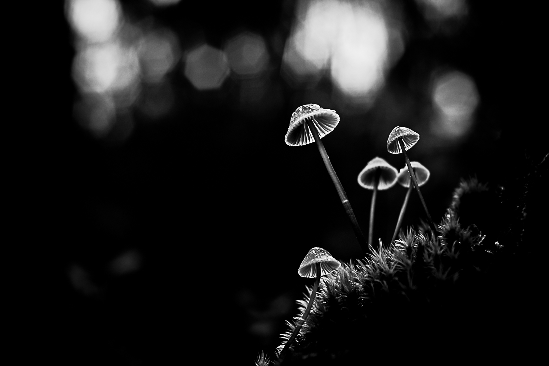 Mushrooms season