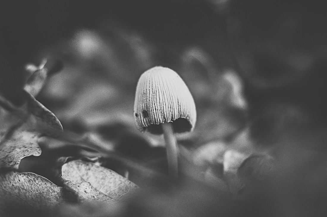 Mushrooms season
