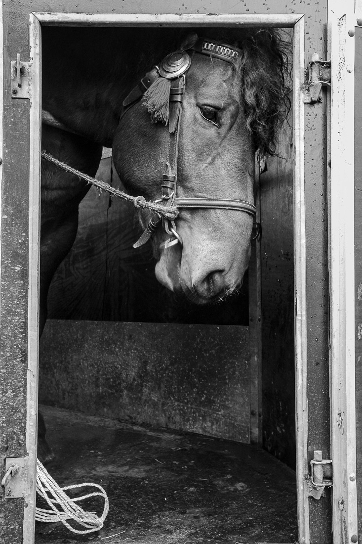  Horse market in Staryszew