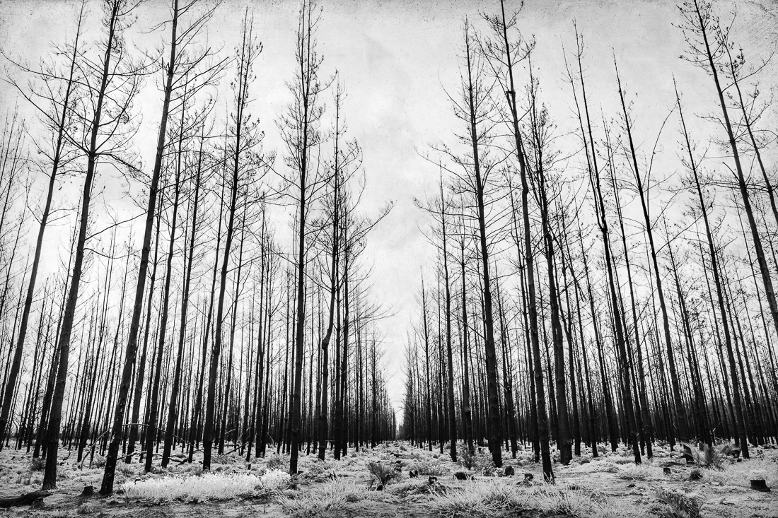 Into The Trees