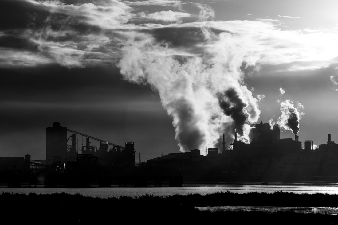 THE BIRDS OF POLLUTION