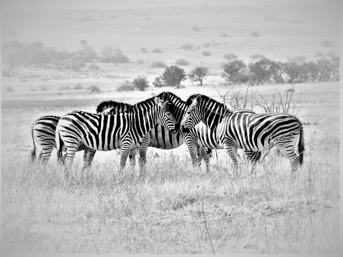 Zebra's family photo time