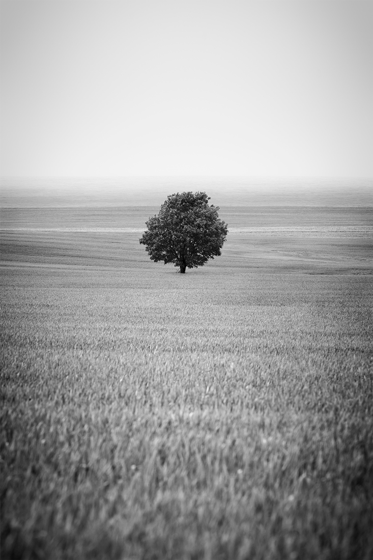 Springtime in the fields