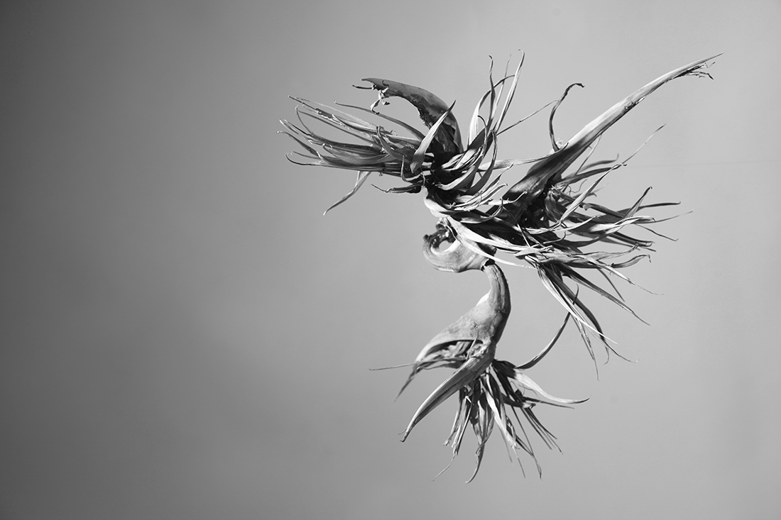 Defamiliarization of nature 