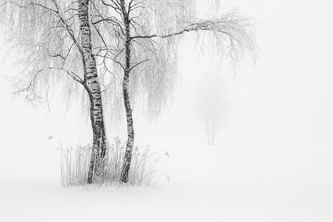 days in white