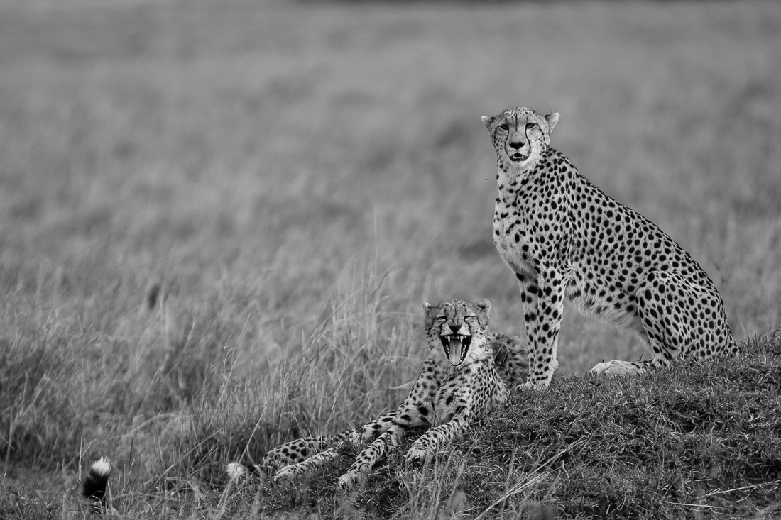 Cats, big and small