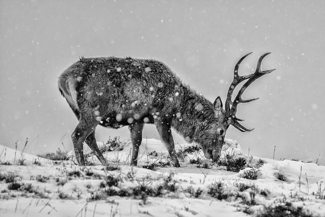 Snowstorm