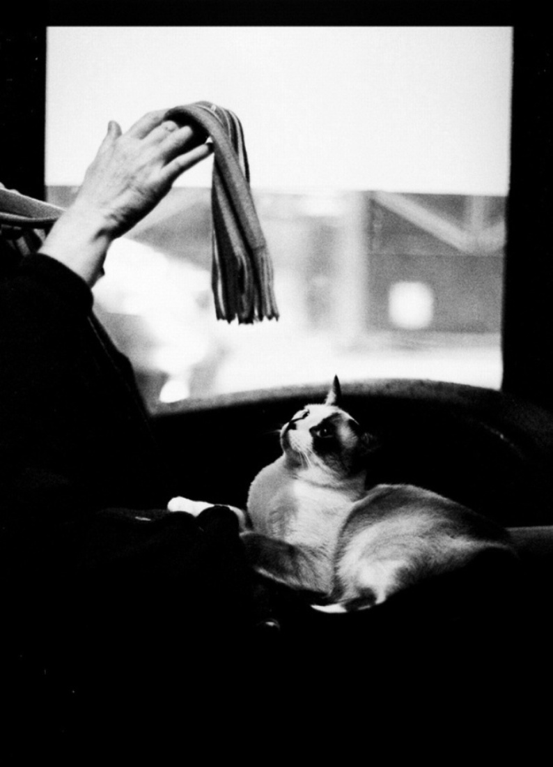 The Poetry to a Cat