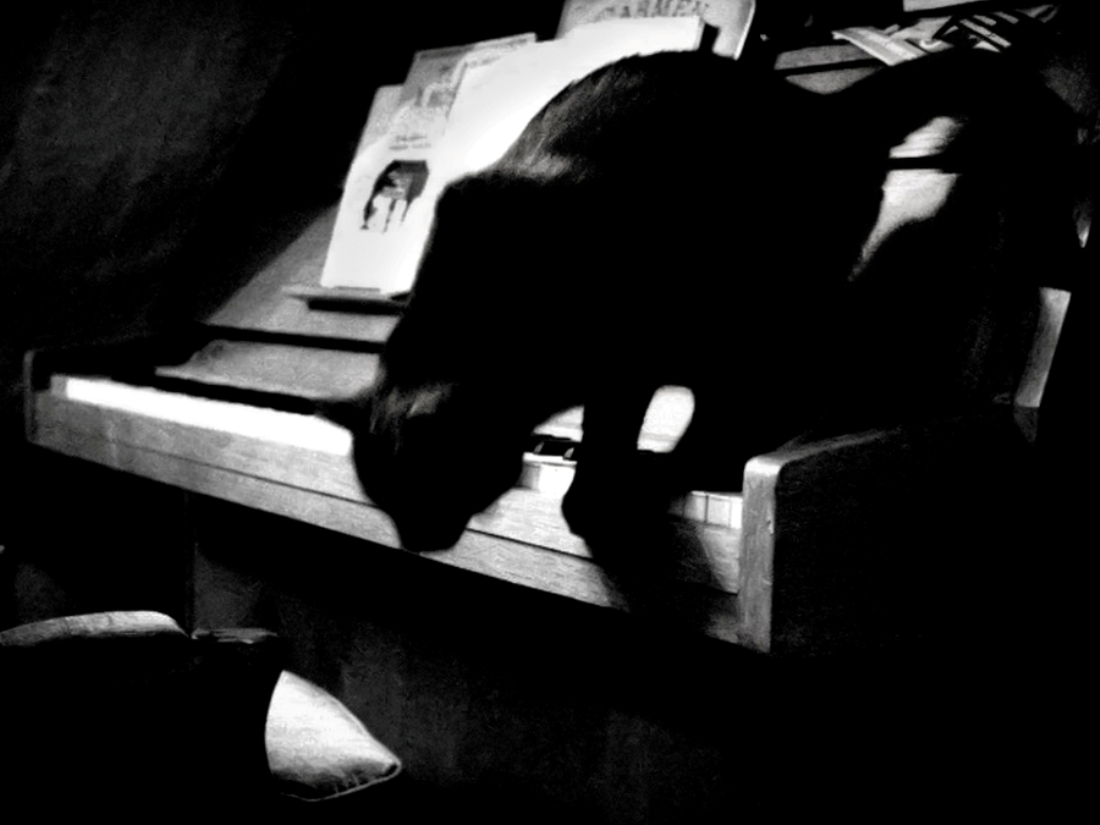 The Poetry to a Cat