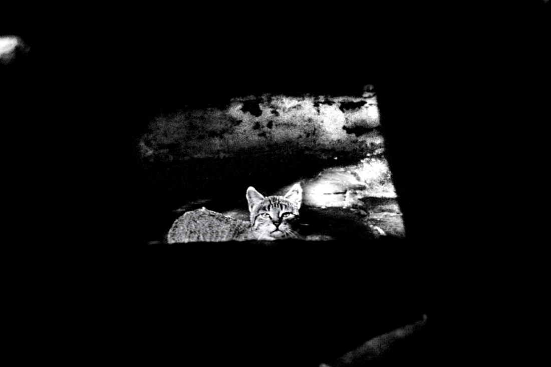 The Poetry to a Cat