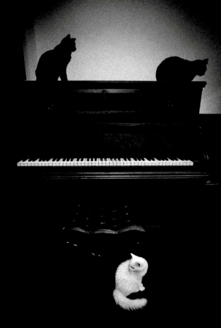 The Poetry to a Cat