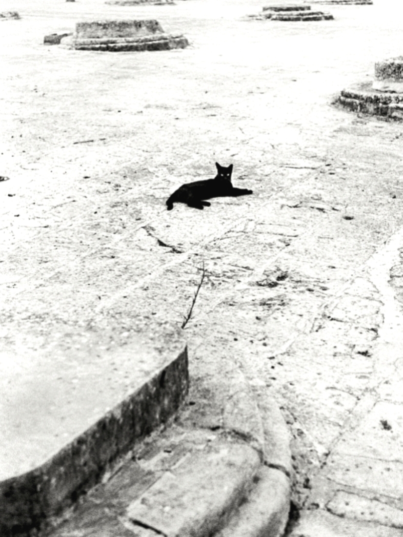 The Poetry to a Cat