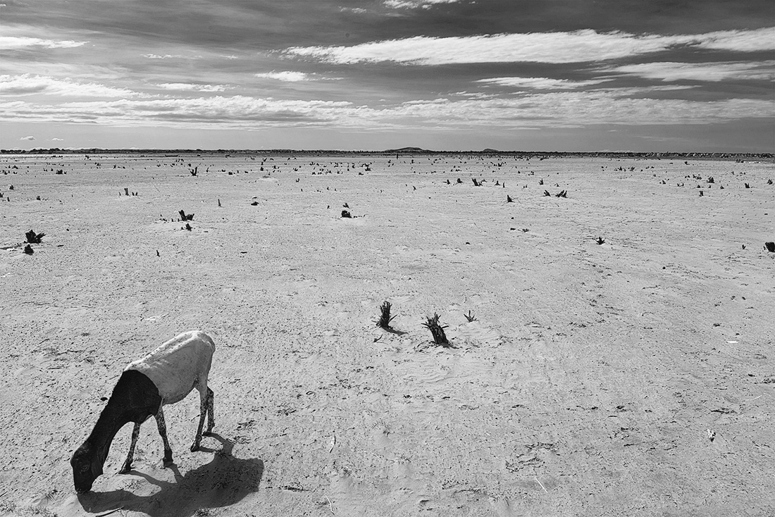 Climate Adaptation