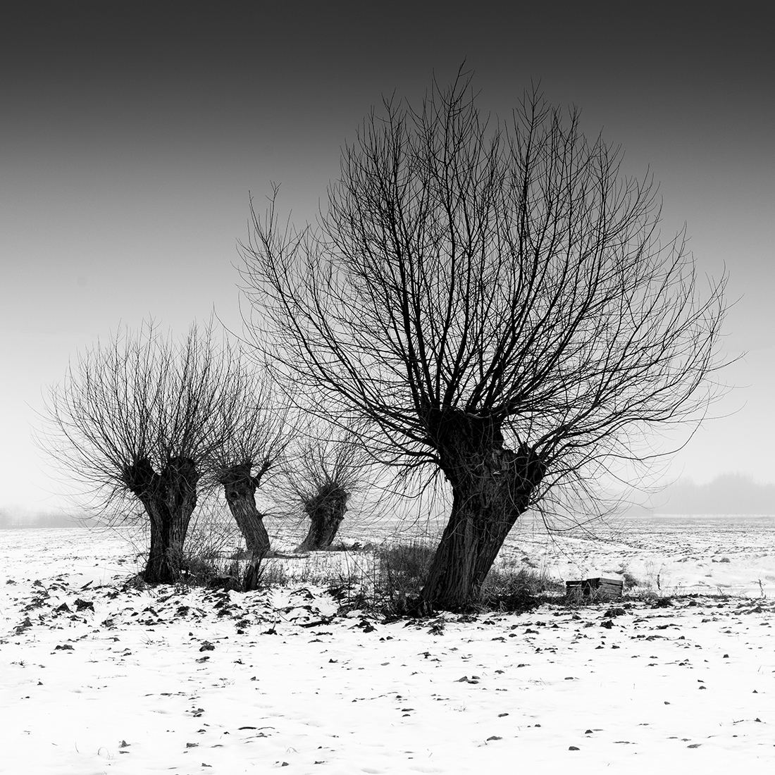Mazovian Willows