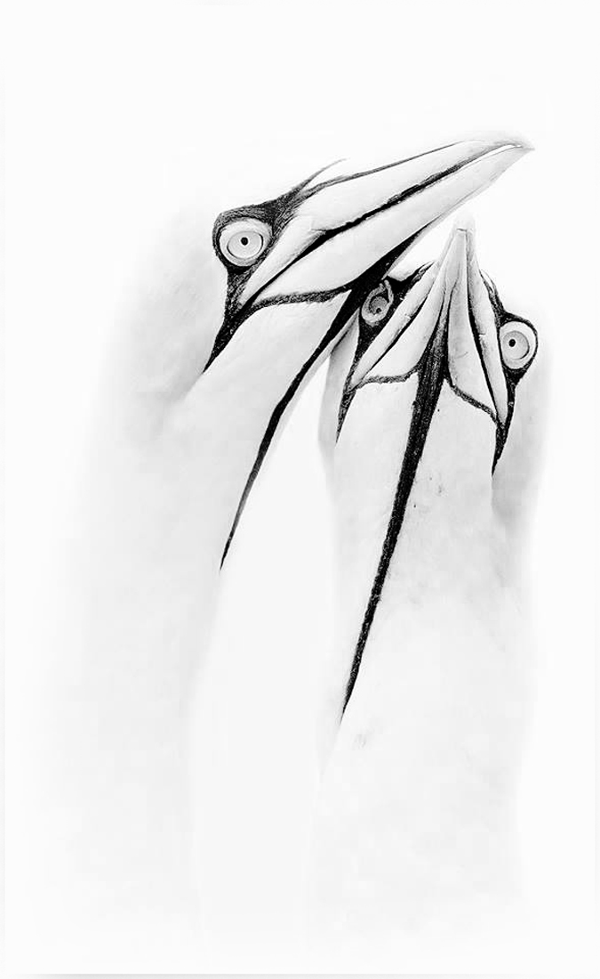 Gannets in the mist
