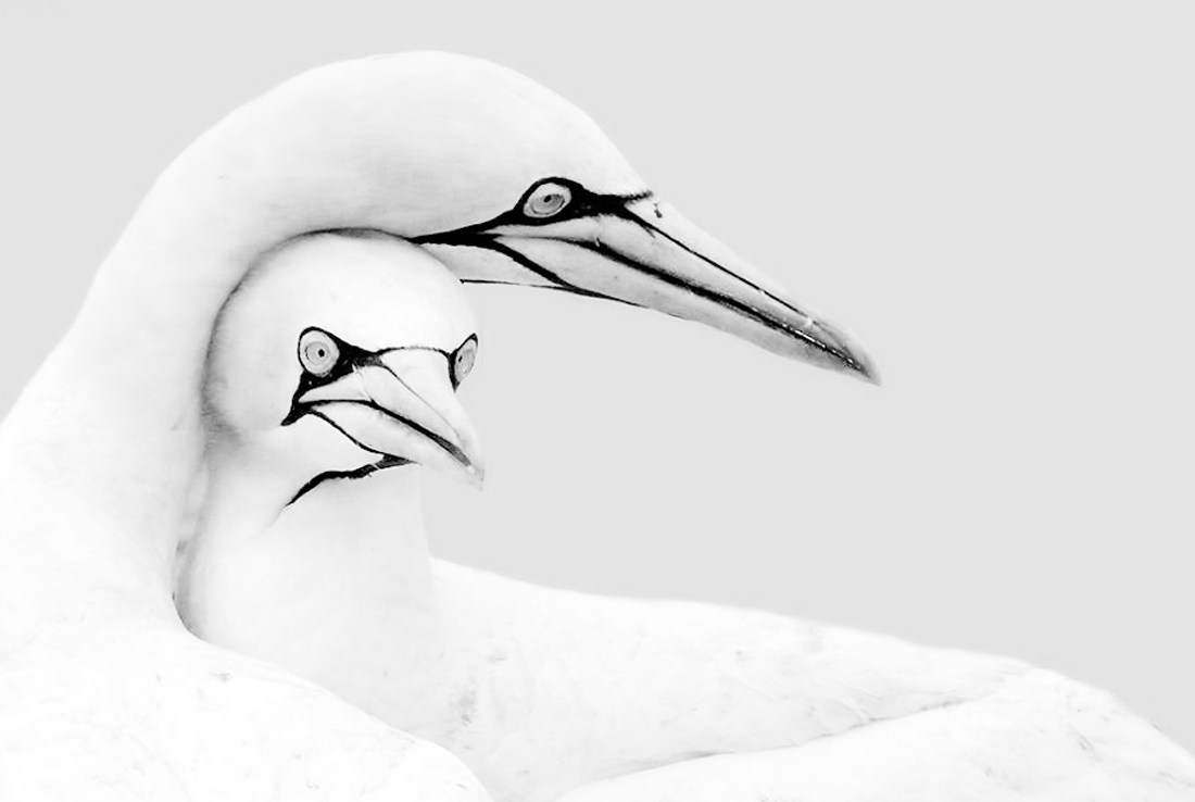 Gannets in the mist